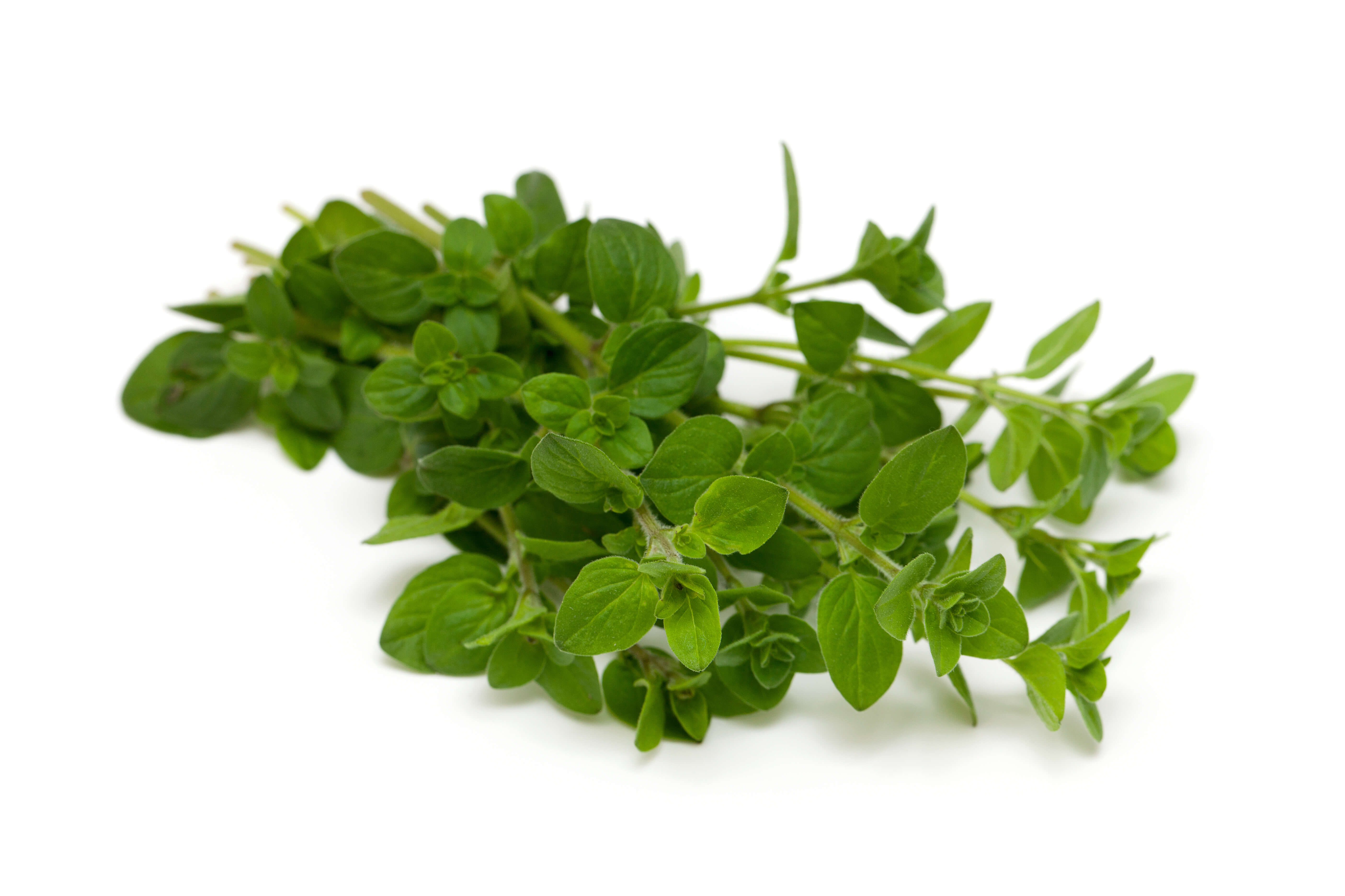 Marjoram